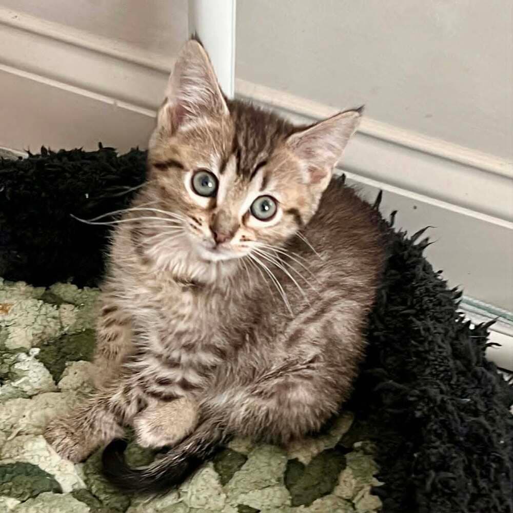 Fajita - Domestic Short Hair
