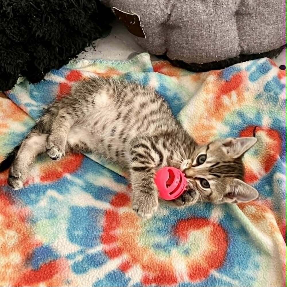 Empanada - Domestic Short Hair