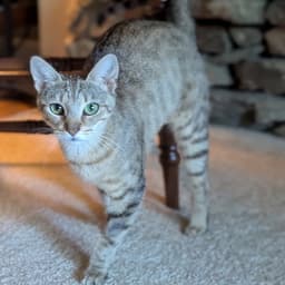 Rhea image 2