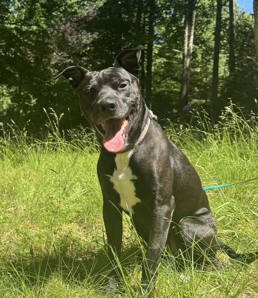 Benjen - Labrador Retriever