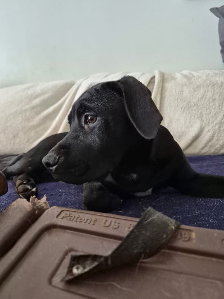 Tobin - Terrier
