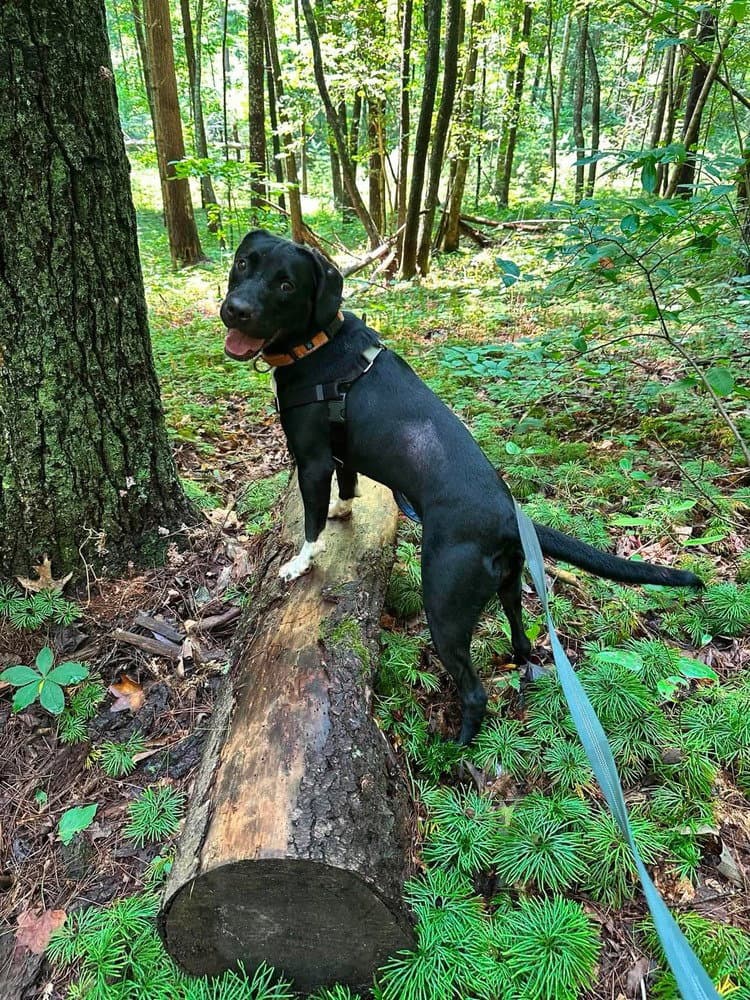Juno - Terrier