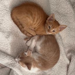 Wrex image 4