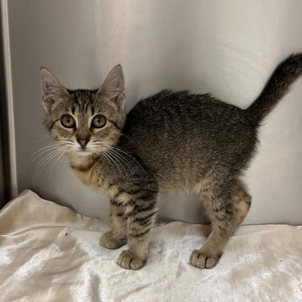 Shondell - Domestic Short Hair