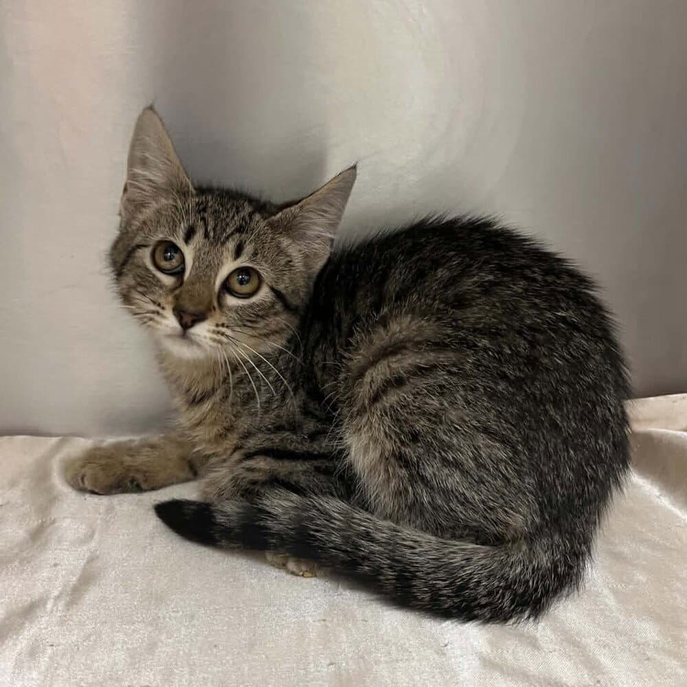 Clover - Domestic Short Hair