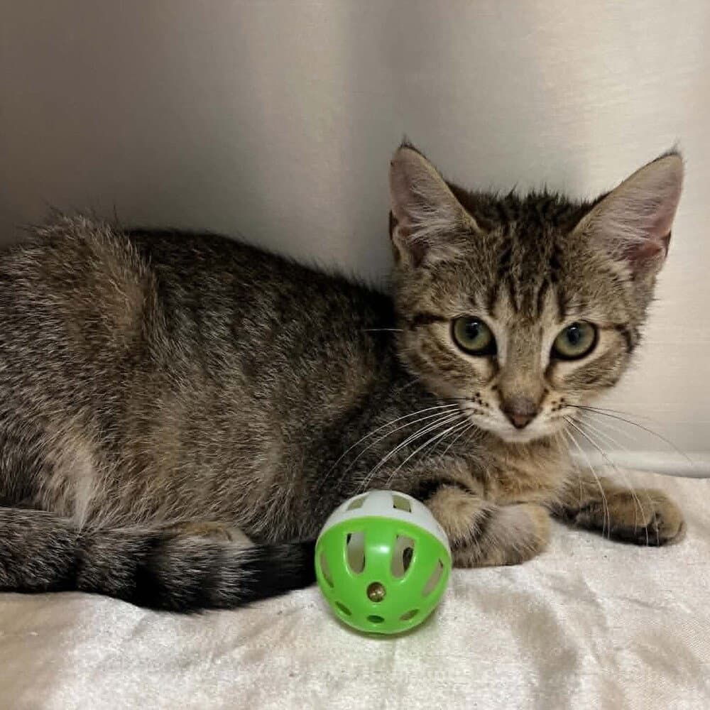 Crimson - Domestic Short Hair
