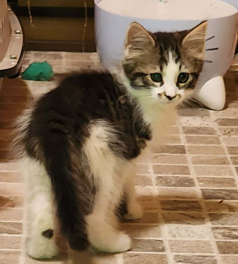 Wally - Domestic Medium Hair