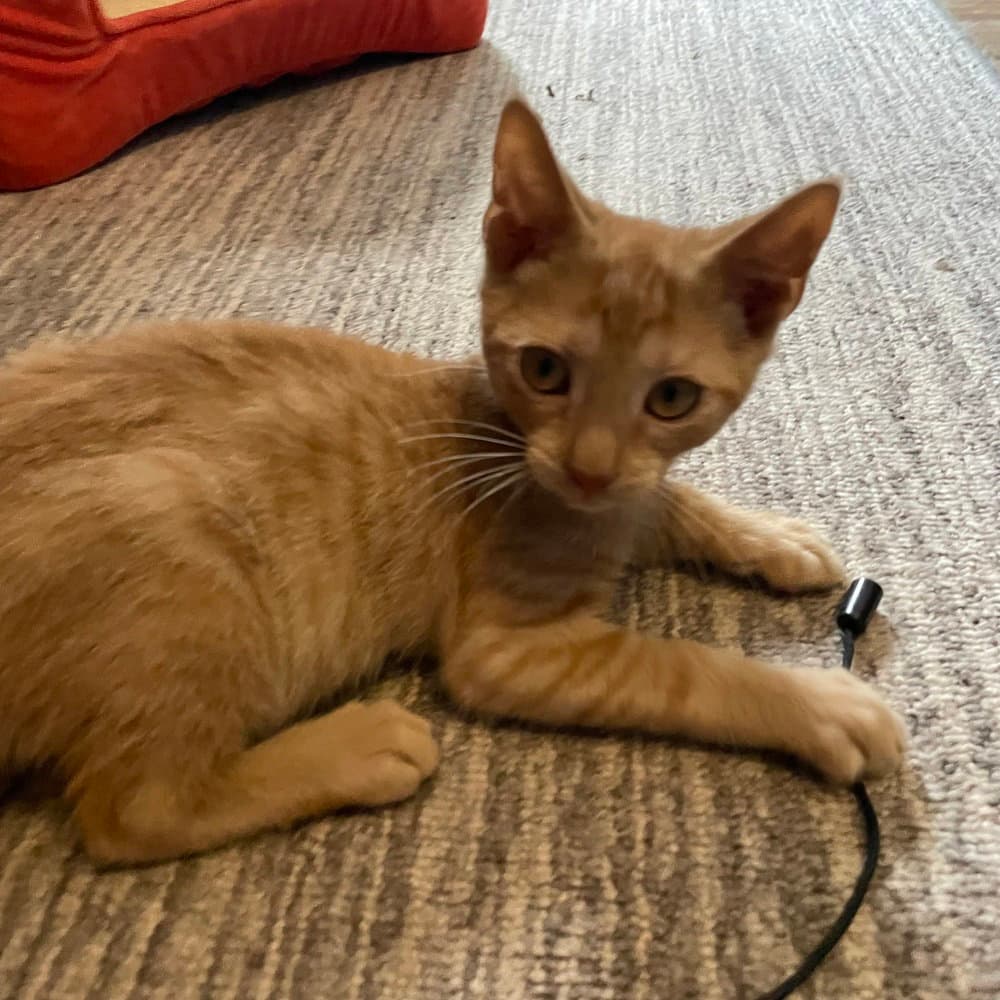 Styx - Domestic Short Hair