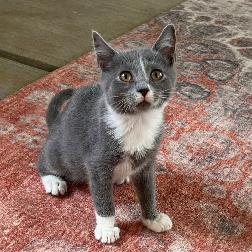 Creedence - Domestic Short Hair