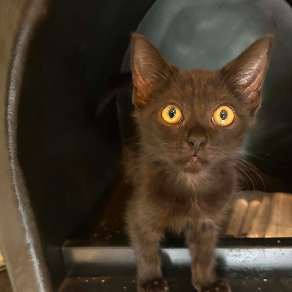 Jocassee - Domestic Short Hair