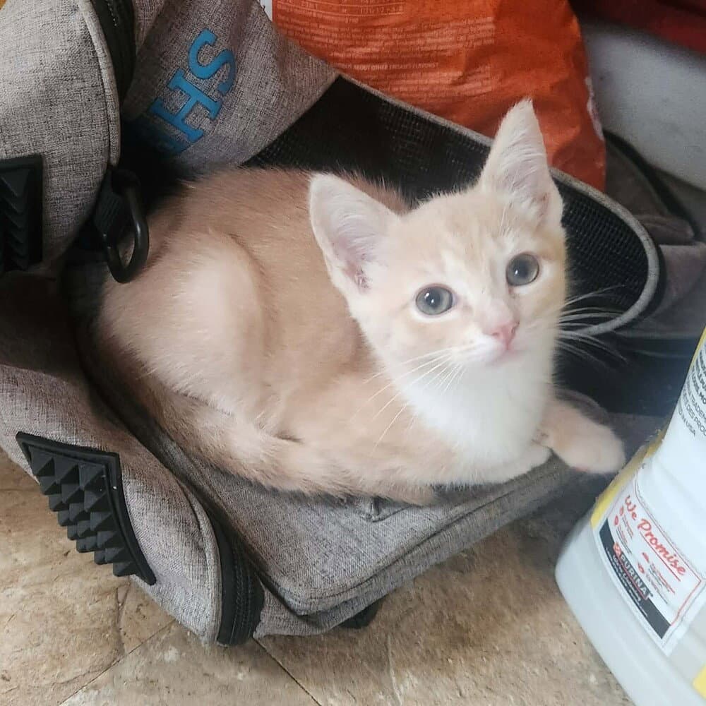 Bumble - Domestic Short Hair