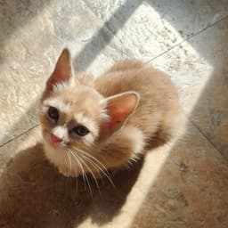Tatertot image 1