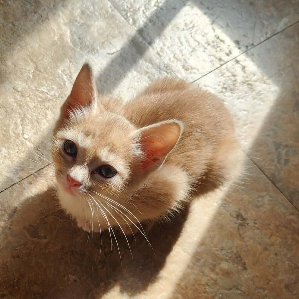 Tatertot - Domestic Short Hair