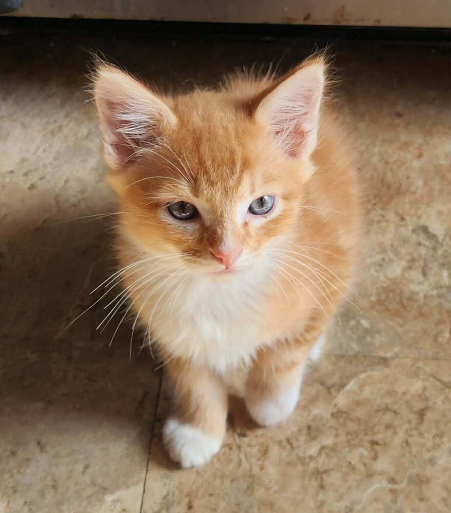Ducky - Domestic Short Hair
