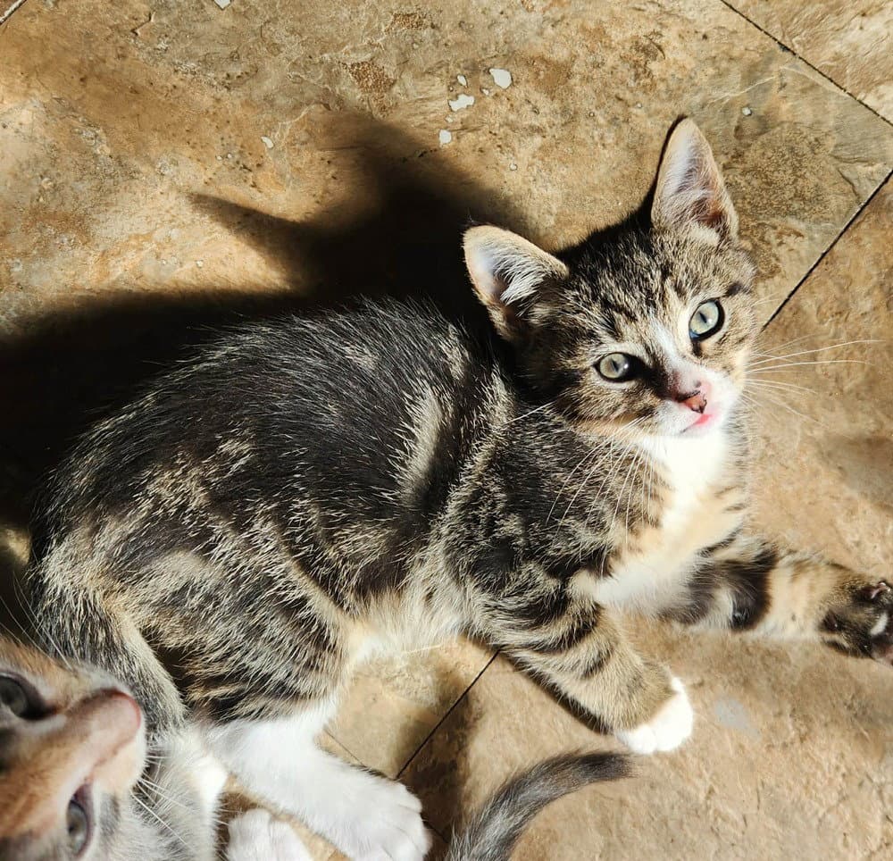 Tico - Domestic Short Hair