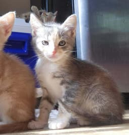 Mochi image 2