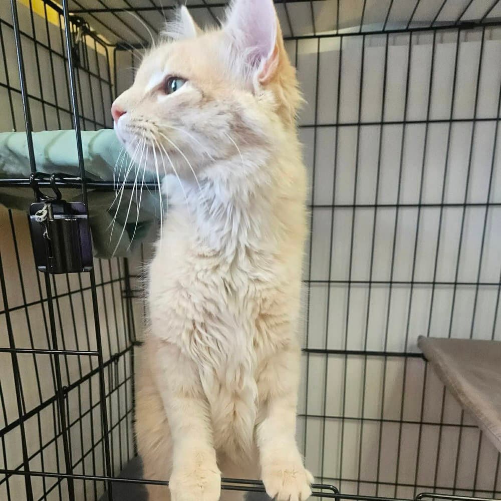 Rico Suave - Domestic Medium Hair