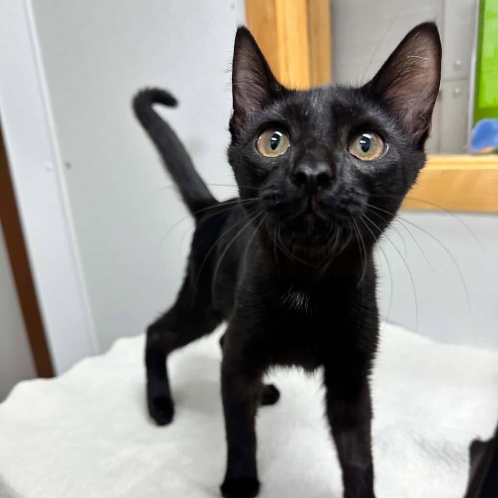 Mossy - Domestic Short Hair