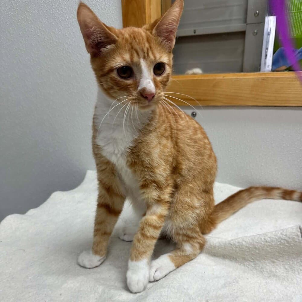 Oaks - Domestic Short Hair