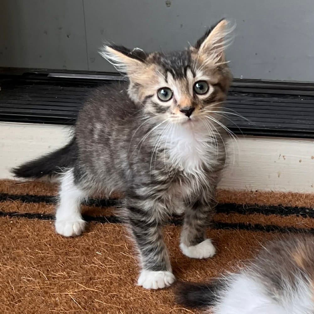 Keller - Domestic Medium Hair