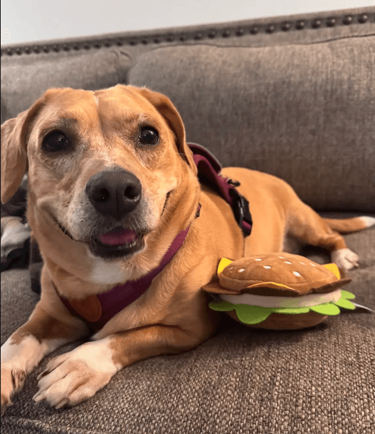 Maggie - Terrier