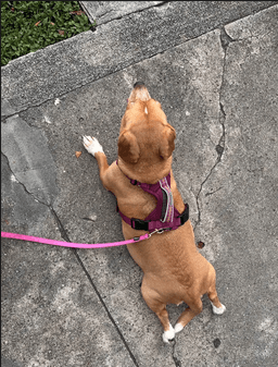 Maggie image 2
