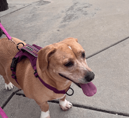 Maggie image 3