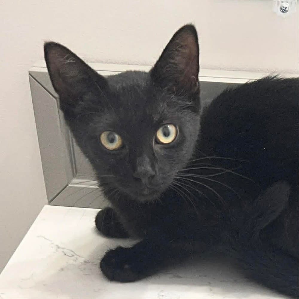 Nachos Bell Grande - Domestic Short Hair