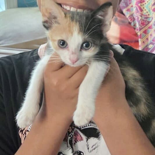 Dacia - Domestic Short Hair