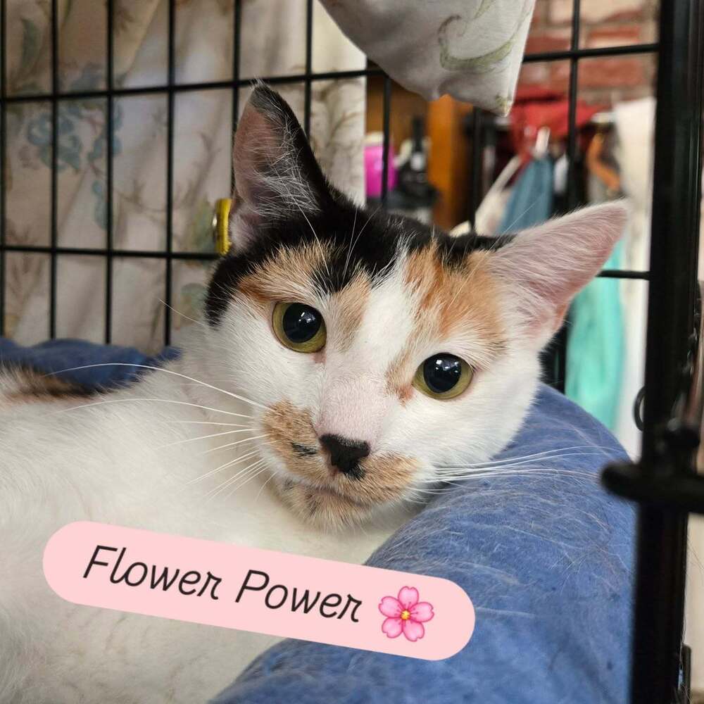 Flower Power - Domestic Short Hair