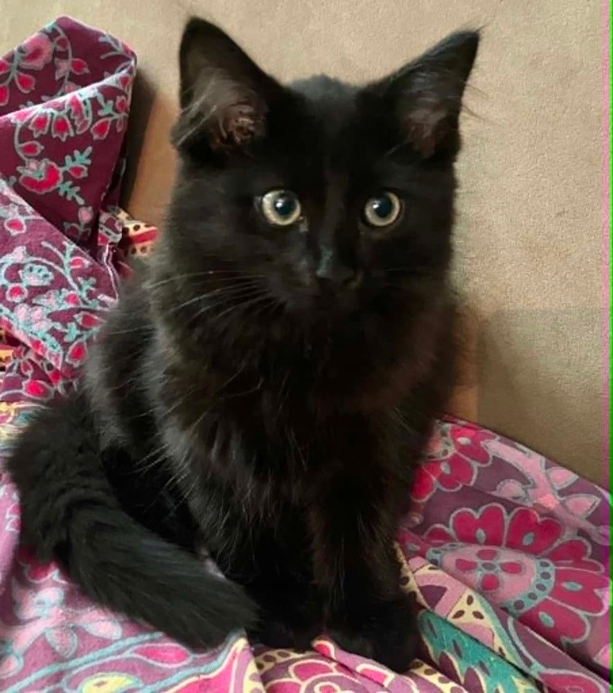 Momo - Domestic Medium Hair