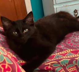 Momo image 2