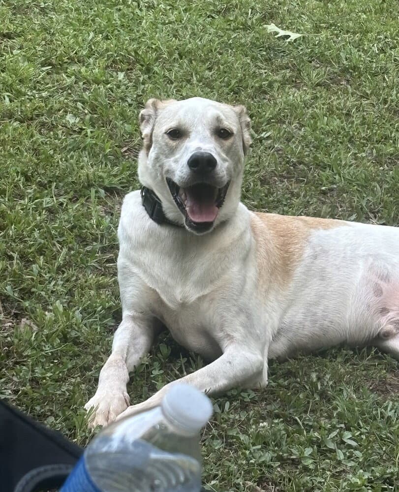 Poppy - Pointer