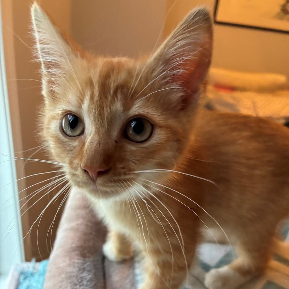 Peachy Keen - Domestic Short Hair