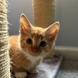 Peachy Keen image 3
