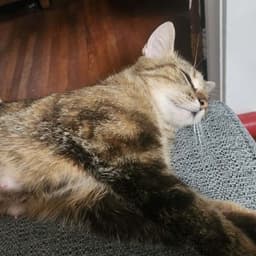 Mimsey image 2