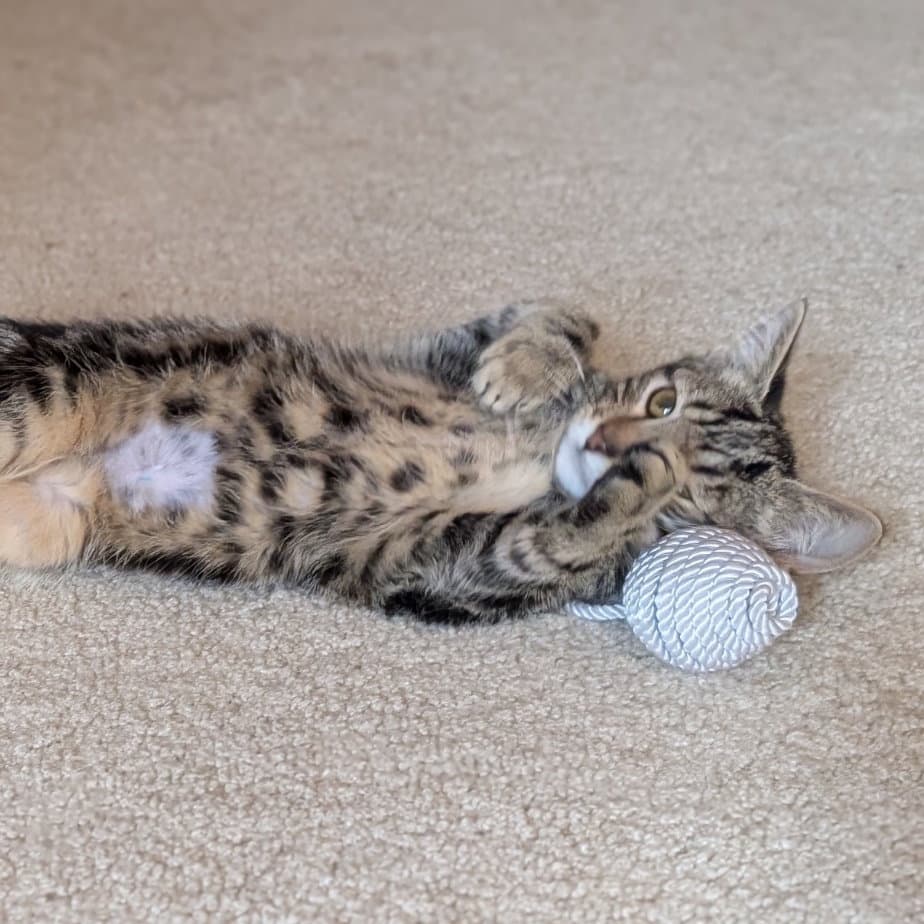 Dasher - Domestic Short Hair