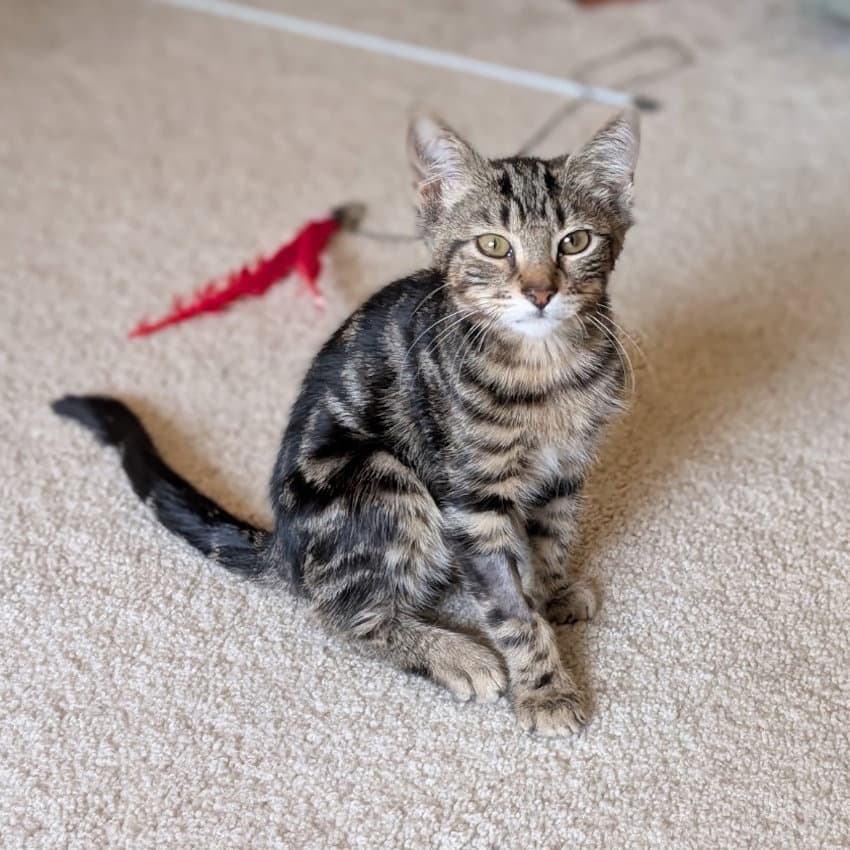 Dasher - Domestic Short Hair