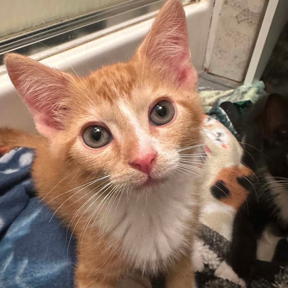 Biscuithead - Domestic Short Hair