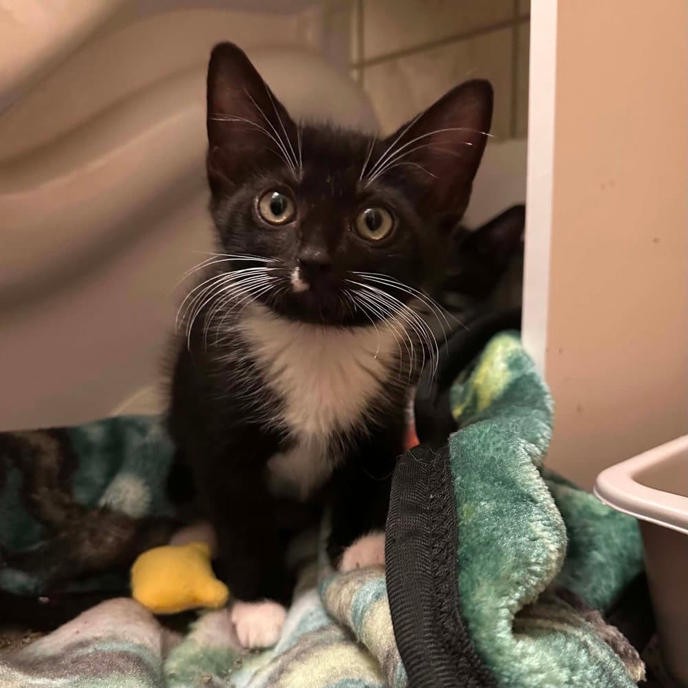 Xico - Domestic Short Hair