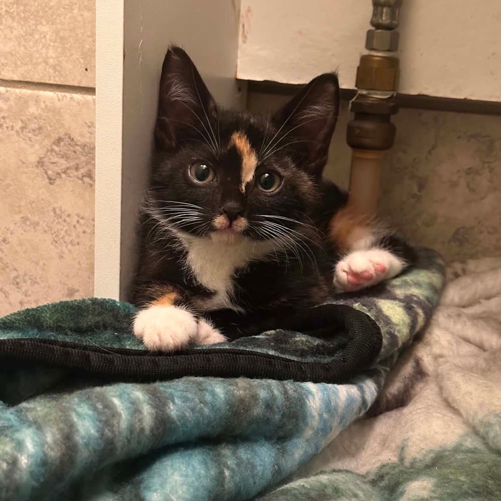 Ukiah - Domestic Short Hair