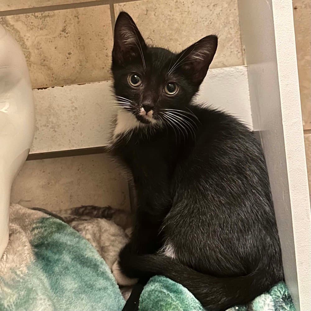 Murasaki - Domestic Short Hair