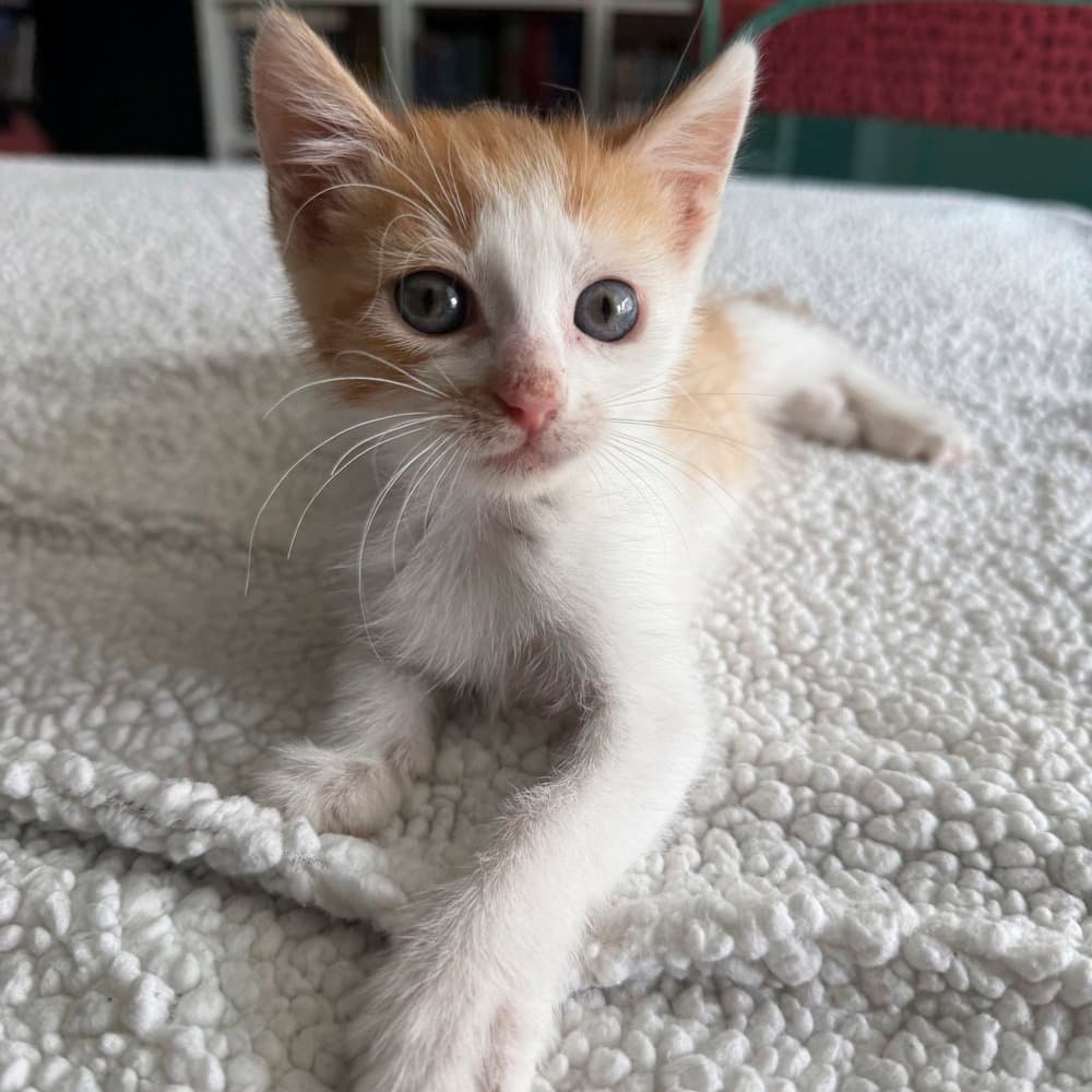 Chappell - Domestic Short Hair