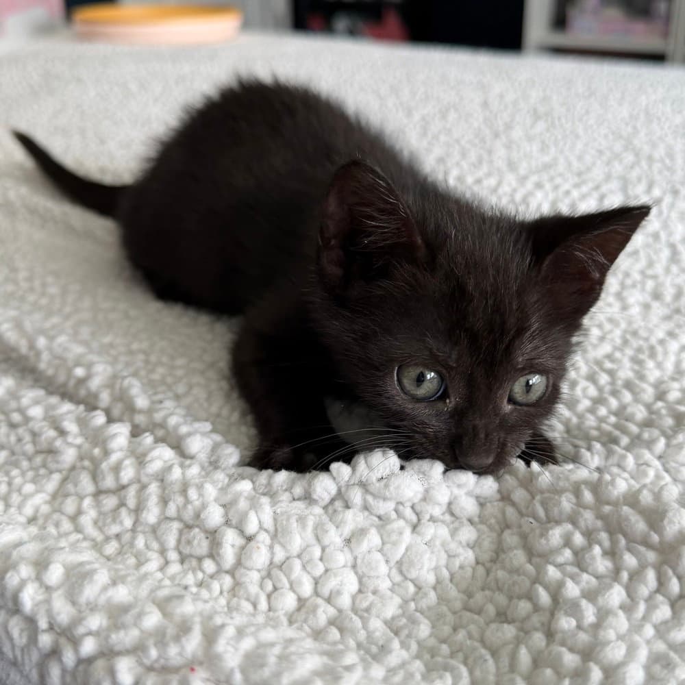 Corinne - Domestic Short Hair
