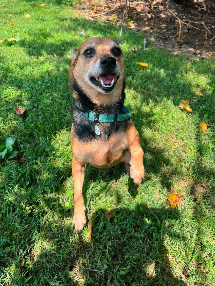 Barlow - Terrier