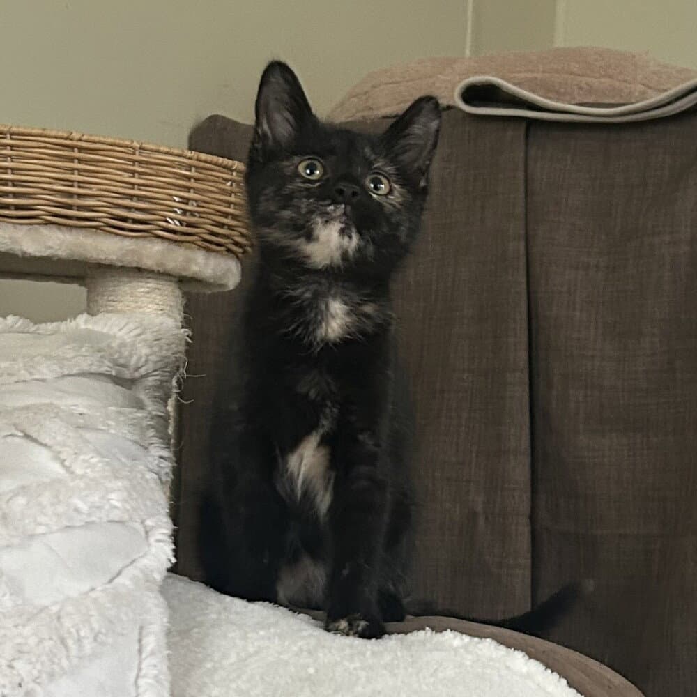 Nutella - Domestic Short Hair