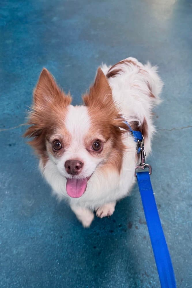 Sammie - Chihuahua