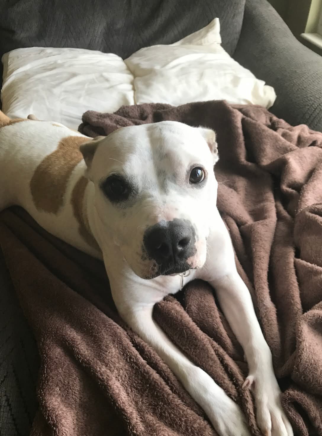 Harvey  Izzy - American Pit Bull Terrier
