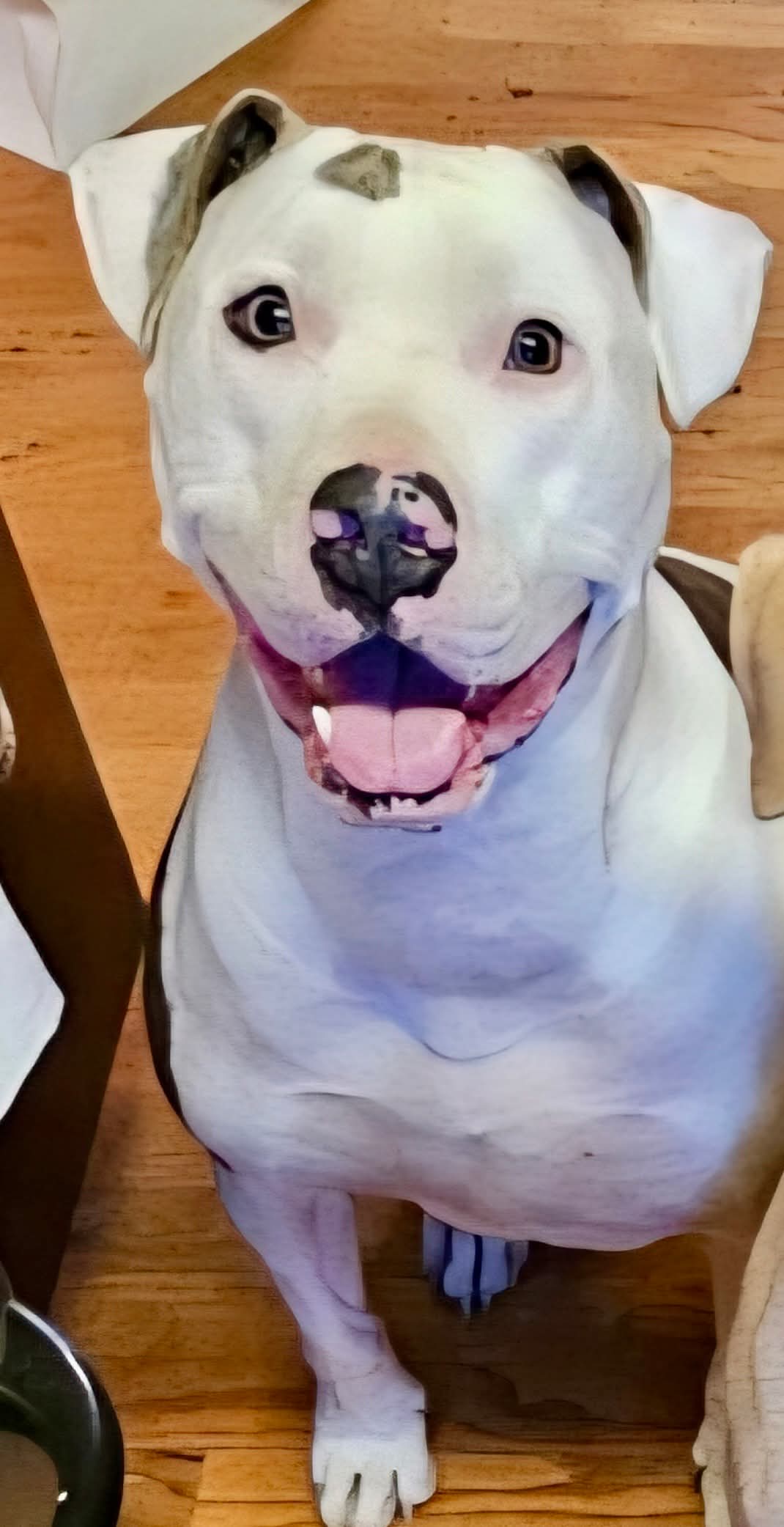 Fury - American Pit Bull Terrier