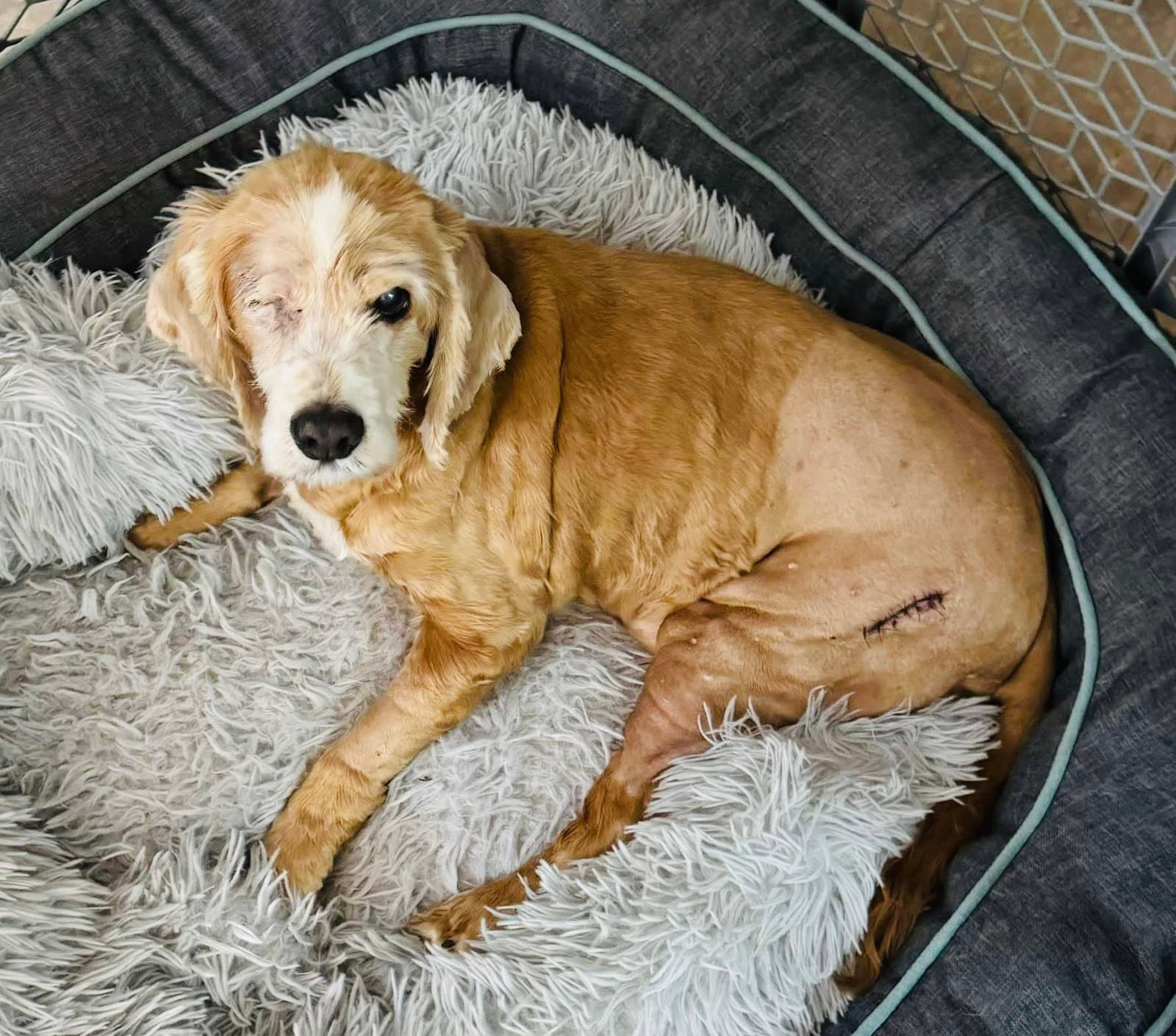Chestnut - Cocker Spaniel